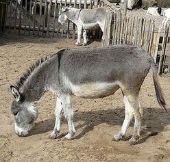 Donkey-4-1-