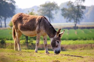 Donkey-1647491 1920