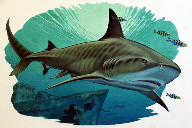 Файл:LongTShark.jpg