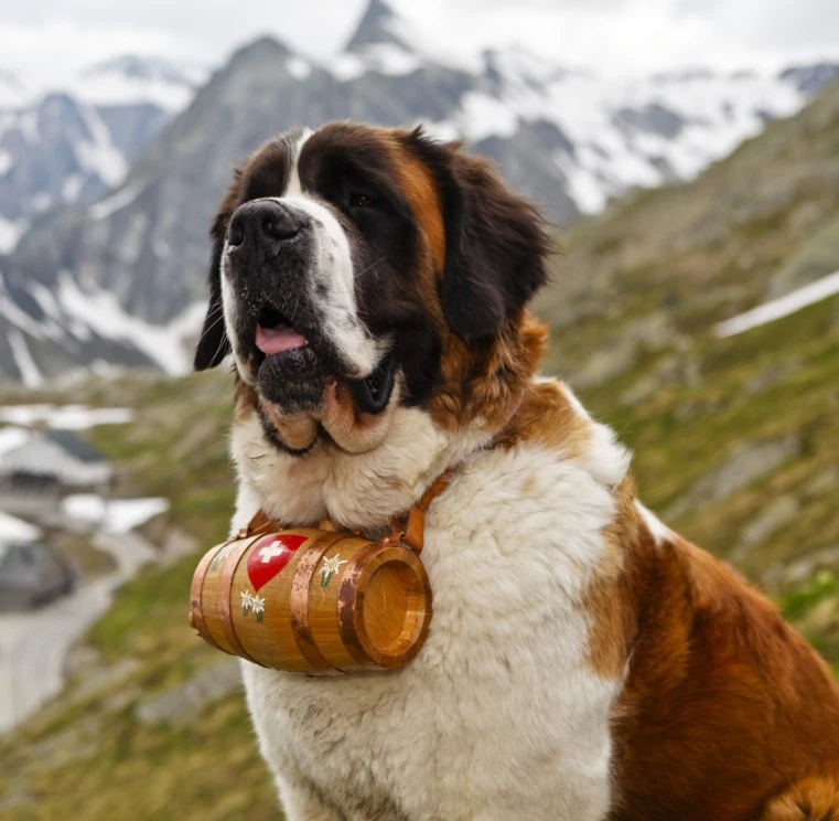 Chien Du Saint Bernard Wiki Guy De Rambaud Fandom