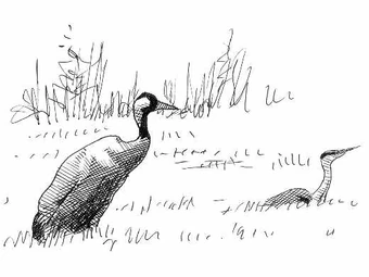 Quand Passent Les Grues Cendrées Wiki Guy De Rambaud Fandom