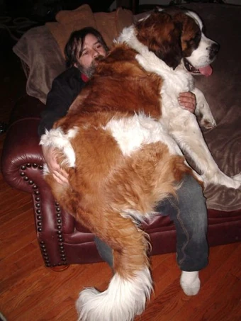 Chien Du Saint Bernard Wiki Guy De Rambaud Fandom