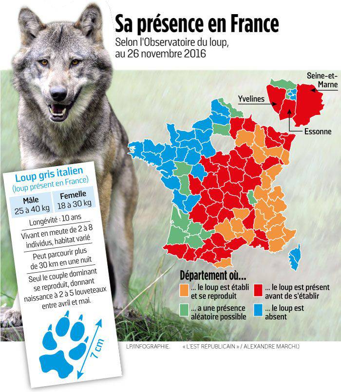 Loups en France | Wiki Guy de Rambaud | Fandom