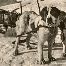 Chien Du Saint Bernard Wiki Guy De Rambaud Fandom