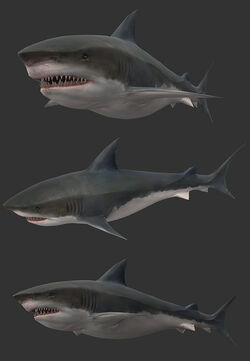 Shark render