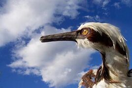Buitreraptor