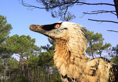 Velociraptor