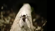 Giant ant