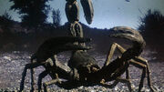 Giant scorpion