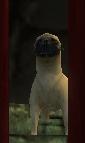 Pug AmbientAnimal