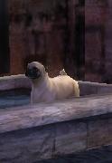 Pug AmbientAnimal KC