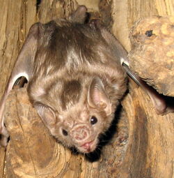 VampBat