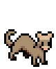 Pet-Ferret-Desert