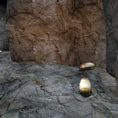 Antlion Grub | Half-Life Wiki | FANDOM powered by Wikia