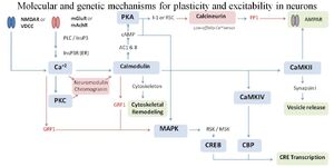 Molecular and Genetic Mechanisms for Canonical Neuronal Plasticity by KML