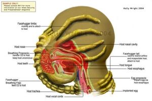 Xenomorph diagram 500