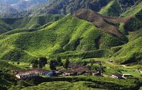 Tea Plantation