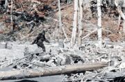 Bigfoot