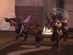 Look Up Jackals