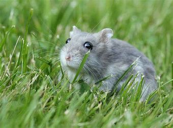 Cinnamon hotsell dwarf hamster