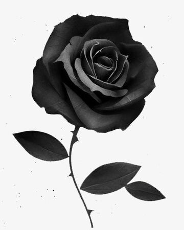 La Rose Noir Des Cavernes Wiki Hanin Fandom