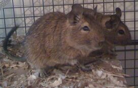 2 degus - Copy