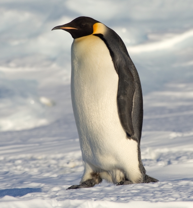 emperor penguin happy feet wiki fandom powered by wikia
