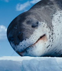 Leopard Seal (character) | Happy Feet Wiki | FANDOM powered by Wikia