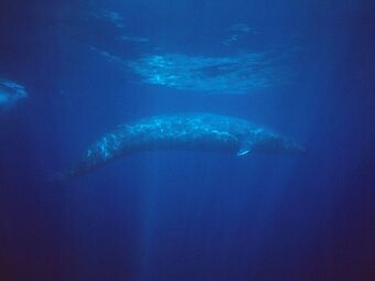 Blue WHale Diet-wiki blue whale hunting for food