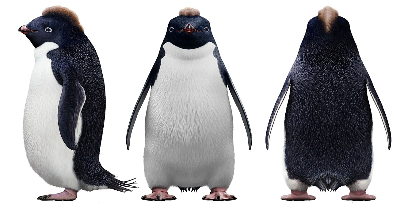 Image - Ramon Concept Sheet.jpg | Happy Feet Wiki | FANDOM powered by Wikia
