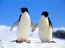 Companions adelie penguins