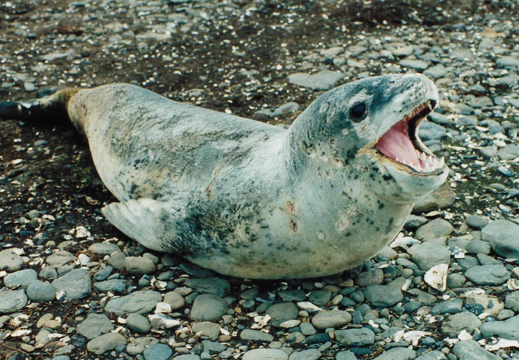 Leopard Seal | Happy Feet Wiki | FANDOM powered by Wikia