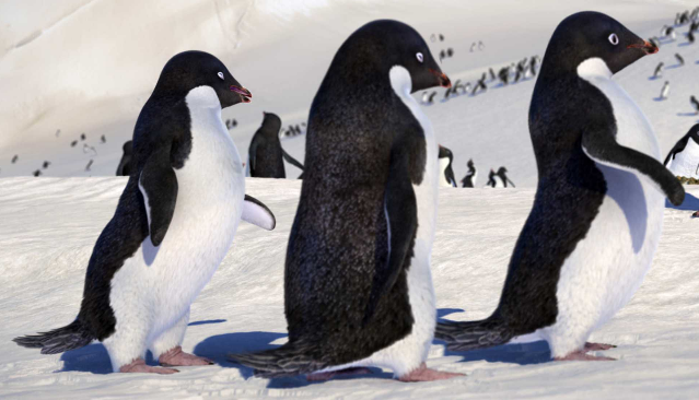 Adelie Chicas | Happy Feet Wiki | Fandom