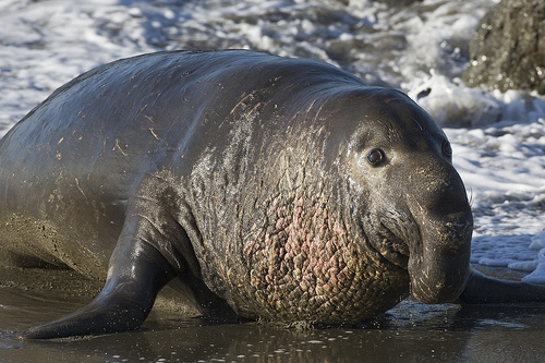 Elephant Seal Happy Feet Wiki Fandom Powered By Wikia