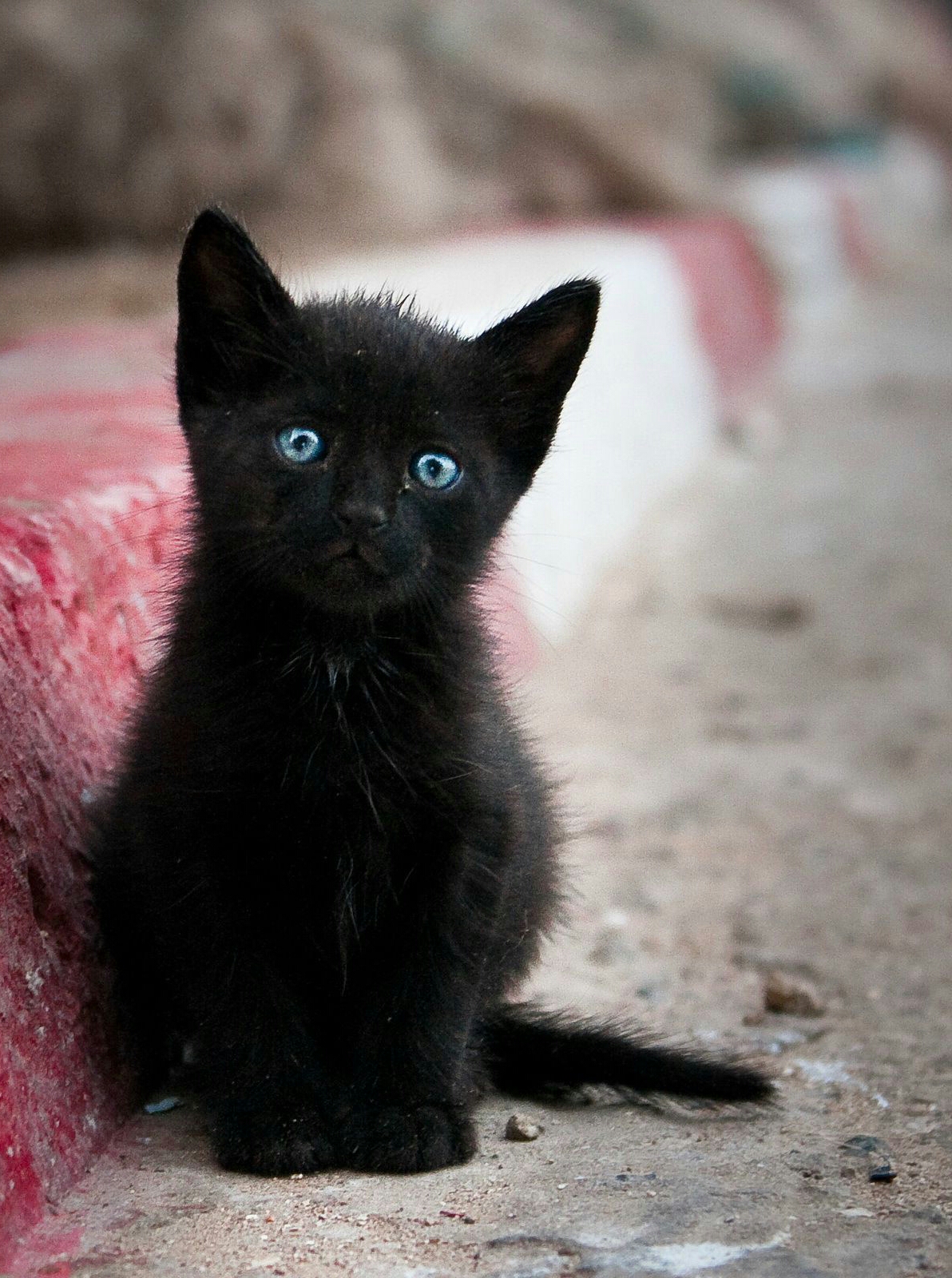 Frown Cat | Wiki Happypasta | Fandom