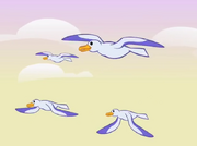 Seagulls