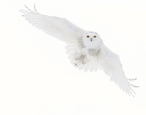 Image - Hedwig, wow.jpg | Harry Potter Wiki | FANDOM powered by Wikia