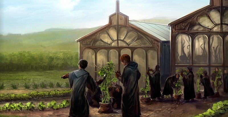 Zielarstwo | Harry Potter Wiki | Fandom Zielarstwo | Harry Potter Wiki | Fandom