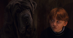 Ron and Fang
