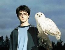Harry with Hedwig