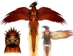 Fawkes 002