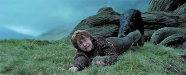 File:Sirius ron whomping willow.jpg