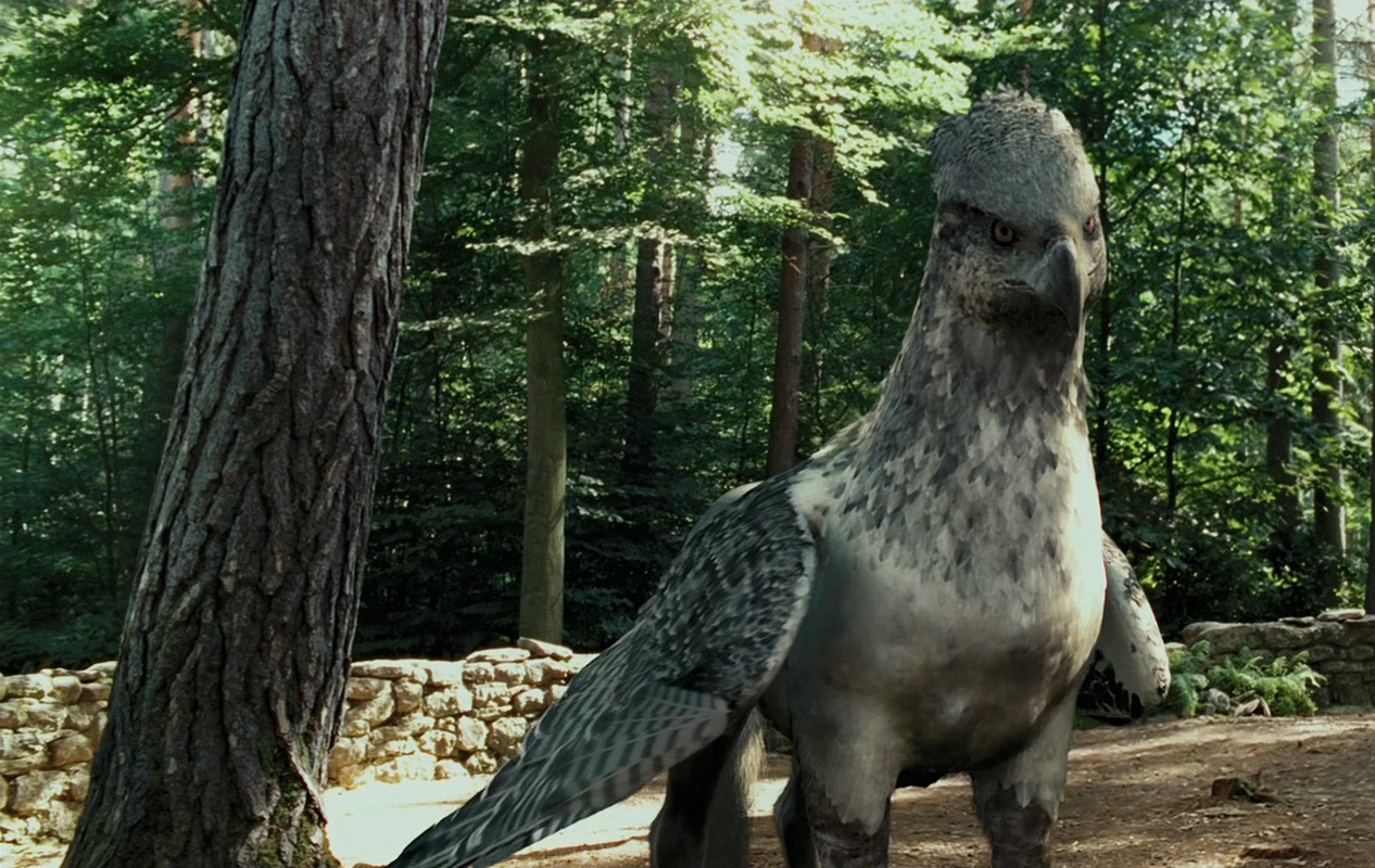Image Buckbeak.JPG Harry Potter Wiki FANDOM powered by Wikia