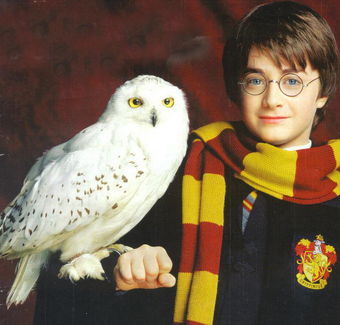 Hedwiga Harry Potter Wiki Fandom