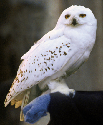 Hedwig - Harry’s snowy owl