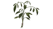 Dried-nettle