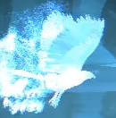Vulture
