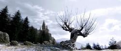 Willowhogwarts