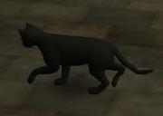 Hennes animagus form