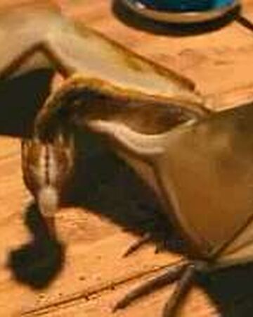 Norbert Dragon Wiki Harry Potter Fandom